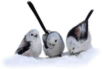 oiseaux dans la neige