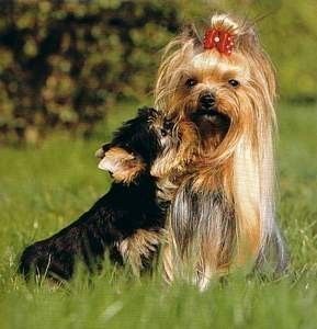 yorkies