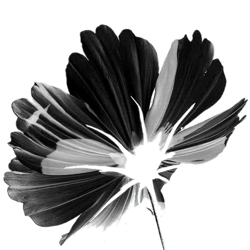 fleur noir & blanc