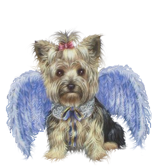 yorkie