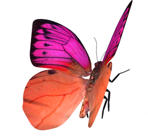 papillon rose orangé