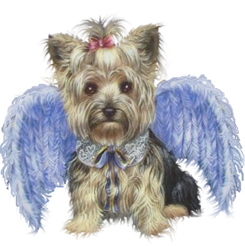 yorkie ange