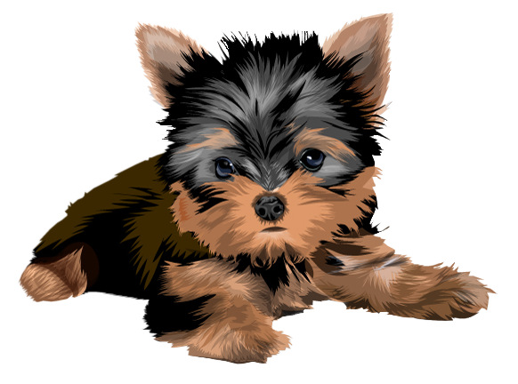 yorkie