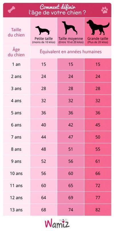 comment définir l'âge de votre chien