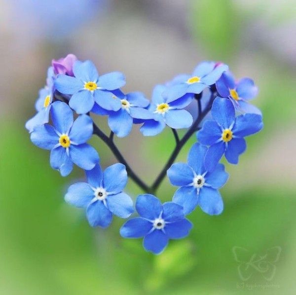 belle fleur bleue 