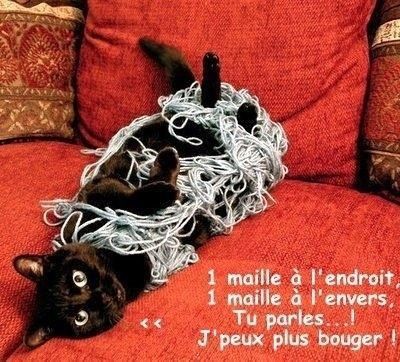 humour de chat 