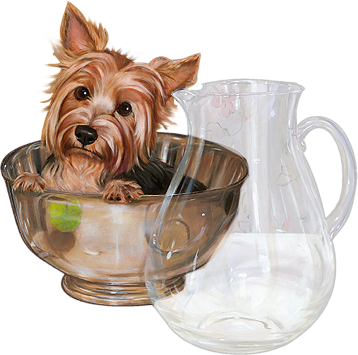 yorkie