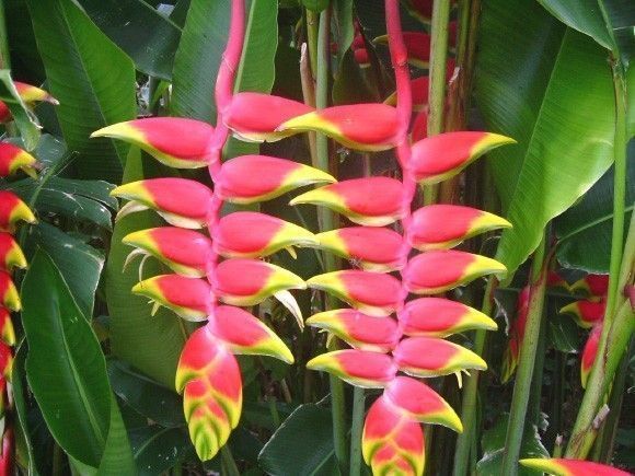 heliconia pendula