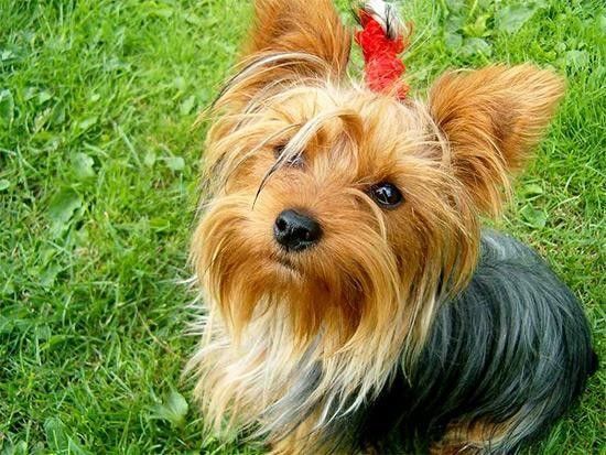 yorkie