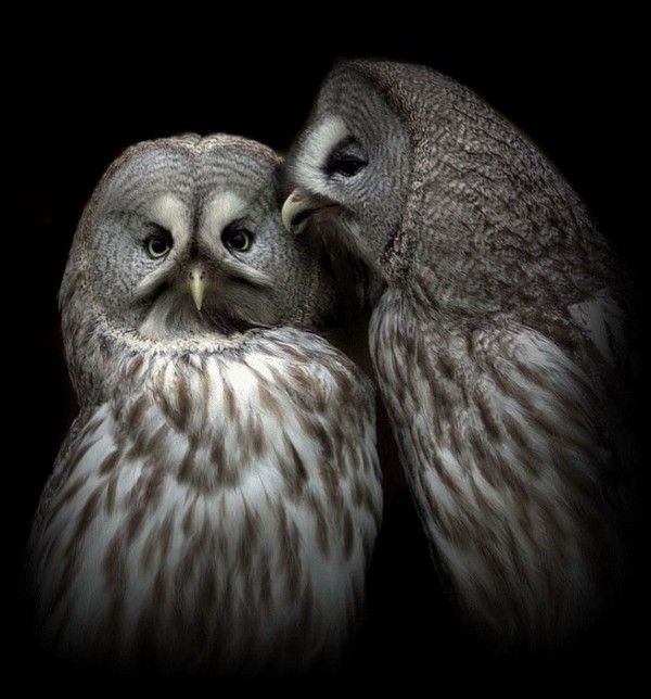 couple de hibou