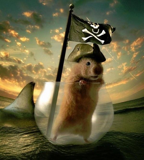 hamster pirate