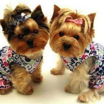 adorables yorkies