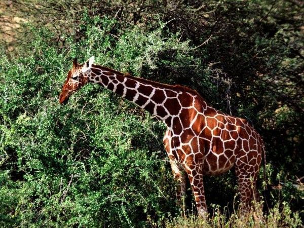 fond d'écran girafe