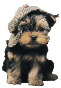 yorkie