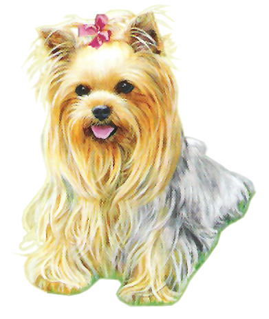 yorkie