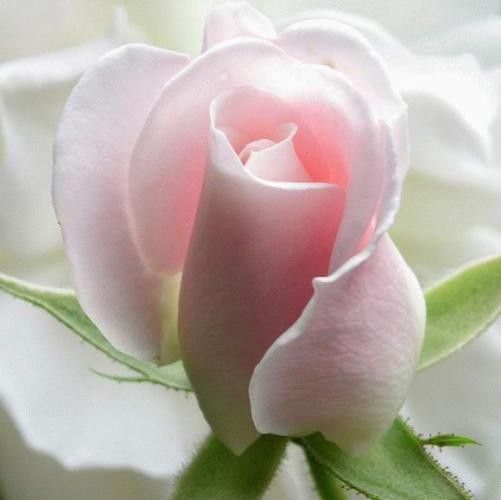 belle rose couleur pastel