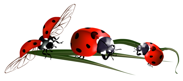 coccinelles