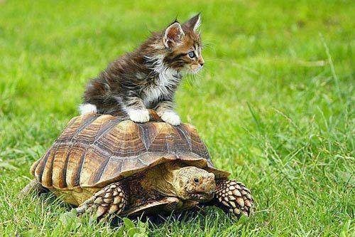 chat & tortue 