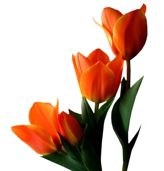 tulipes orangées