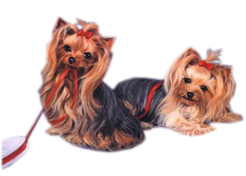 yorkie