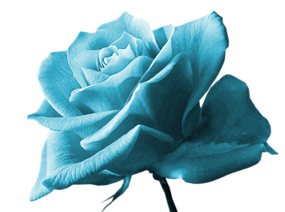 rose bleue claire
