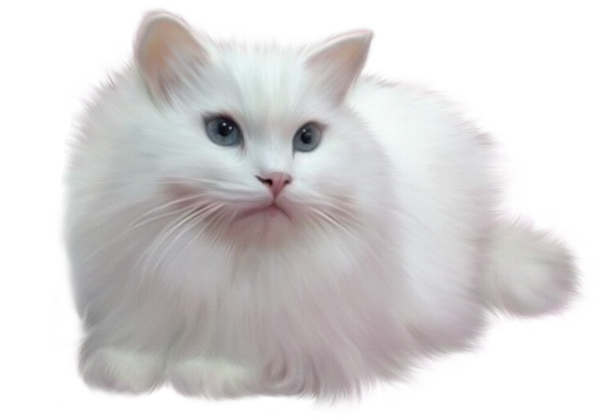 chat blanc yeux bleus