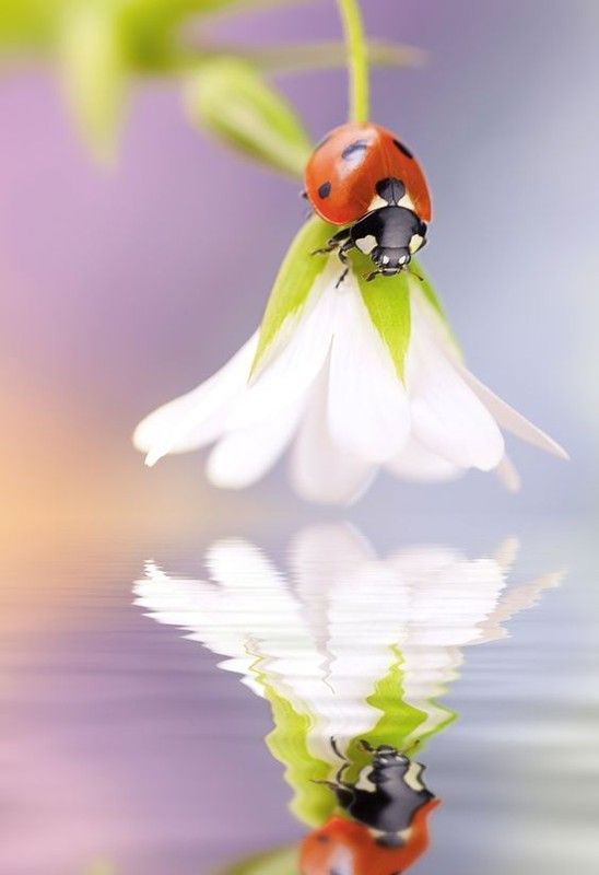 coccinelle