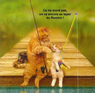 humour de chats 