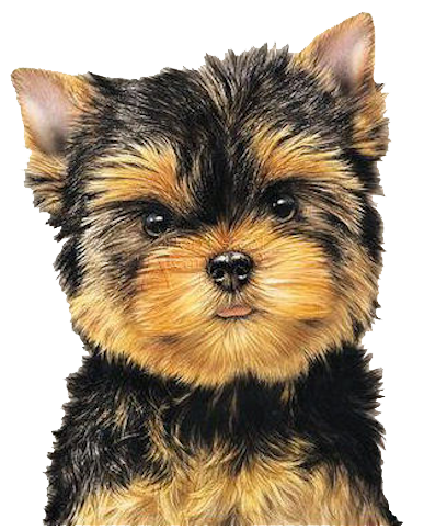 yorkie