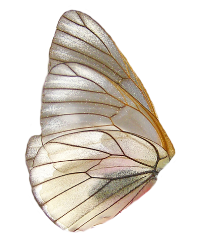 ailes de papillons