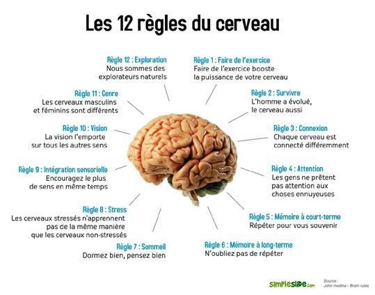 le corps humain-les 12 règles du cerveau