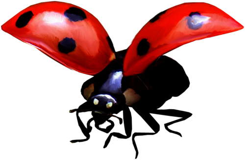 coccinelles