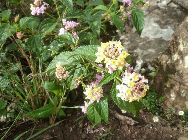 corbeille d'or ( lantana camara)