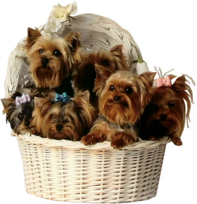 yorkie