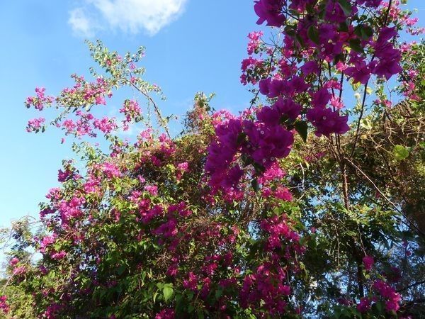 bougainvillier