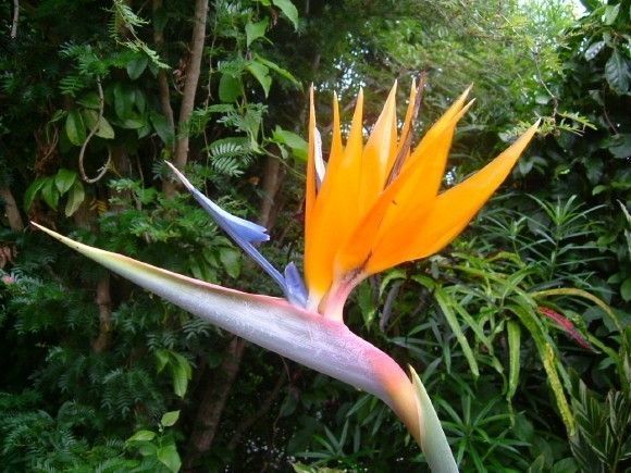 fleur oiseau du paradis 